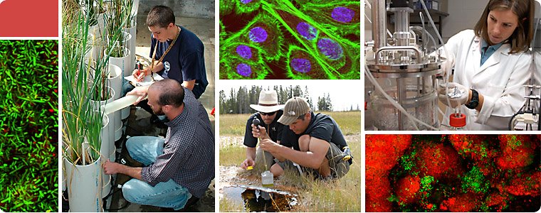 photos of people doing research at lab bench and in the field