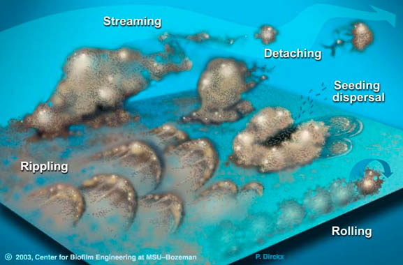 Biofilm migration