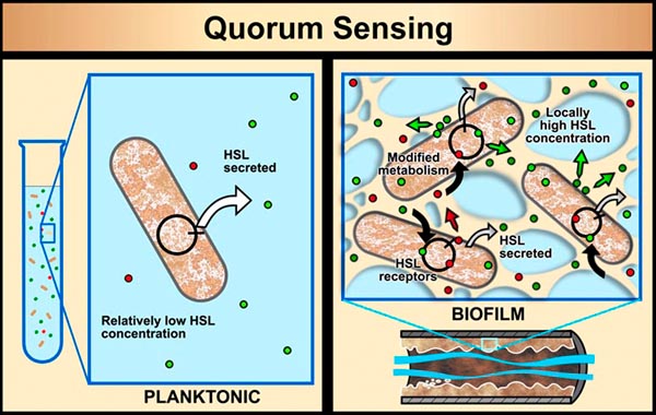 Quorum Sensing