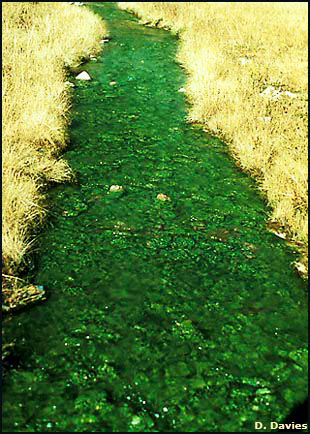Yellowstone stream Yellowstone stream